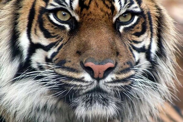 Ein bengalischer Tiger. Der Blick des Raubtiers