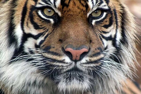 Bengal tiger. Predator s Gaze