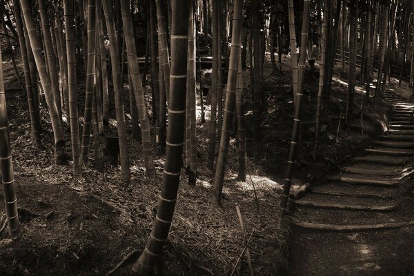 Steps up in the bamboo thicket