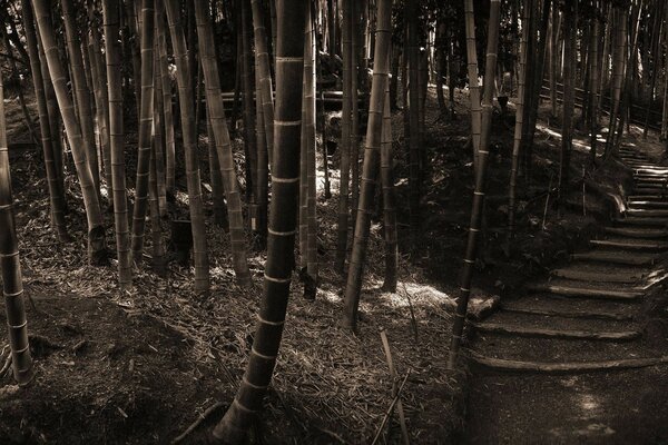 Schody w górę w bambusie