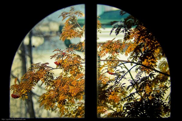 Orangefarbene Ebereschenblätter, die aus dem Fenster schauen