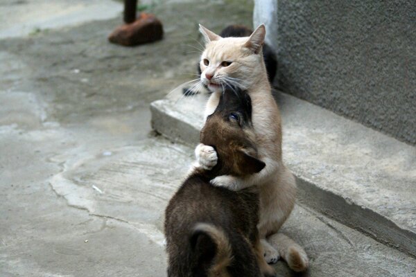 Friendship of a cat with a dog on the street