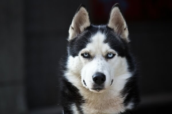 Husky dagli occhi azzurri guarda carino nella telecamera