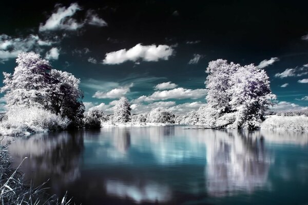 Árboles cubiertos de nieve en el río helado