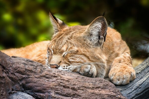 Lynx mignon dort sur un arbre