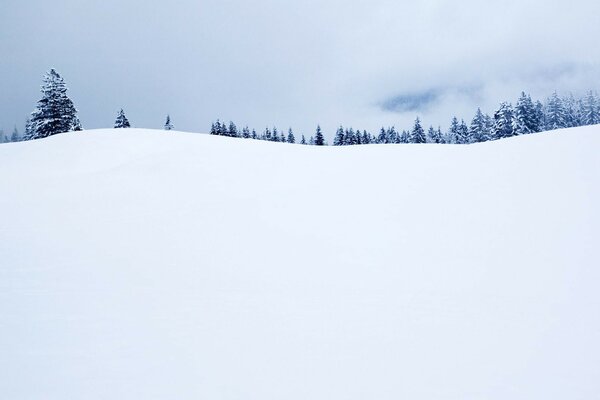 A line of snow-covered fir trees on a snow-strewn hill against a densely cloudy sky