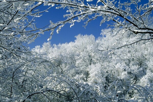 Winter forest against the sky