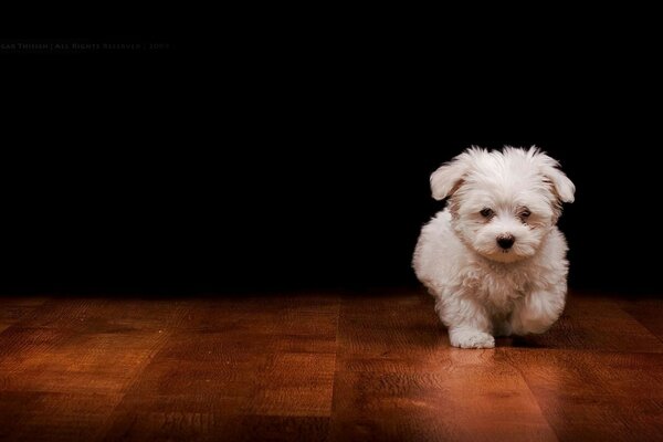 Chiot blanc court vers la rencontre