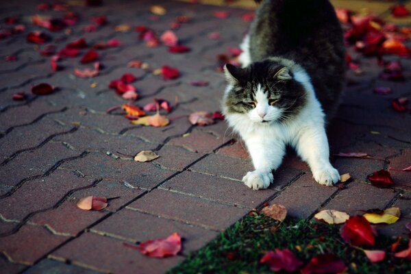 Die Katze zieht sich hoch. Rote Blätter auf der Fliese