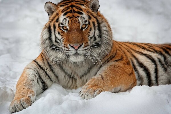 Bel leone con interesse giace sulla neve