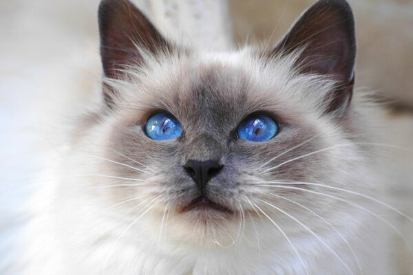 The cat s eyes are a reflection of his character