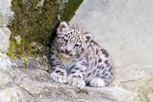 A young leopard is resting in the rocks
