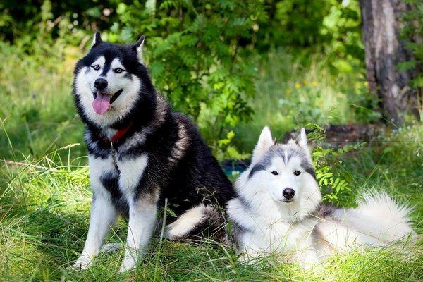 Husky dog is man s best friends