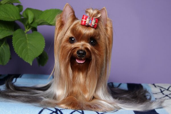 Yorkshire terrier z uroczą kokardką