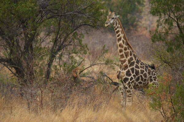 Giraffe in freier Wildbahn