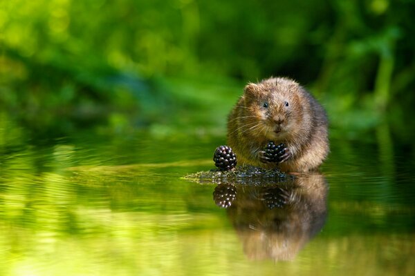 A water vole eats berries on an island in the middle of the river