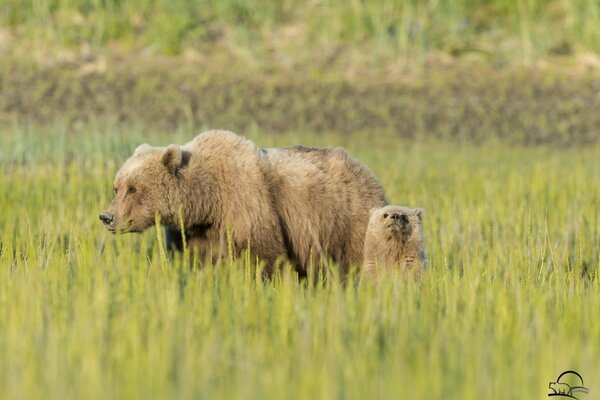 Ein Bär mit einem Bären spazieren auf einer Wiese