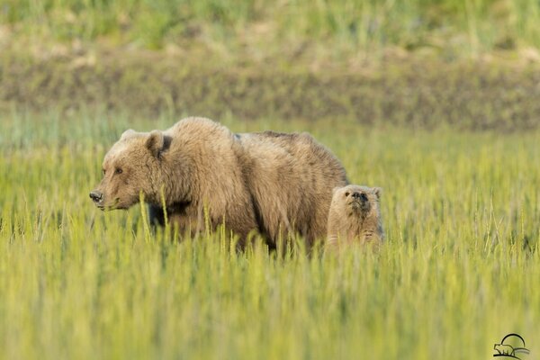 A bear with a bear cub walking in a meadow