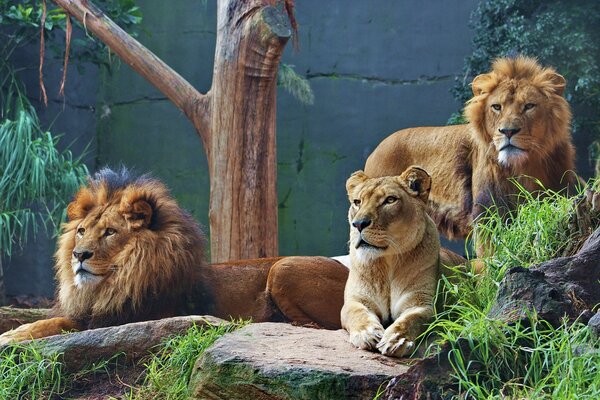 Orgullo de leones en rocas cubiertas de maleza