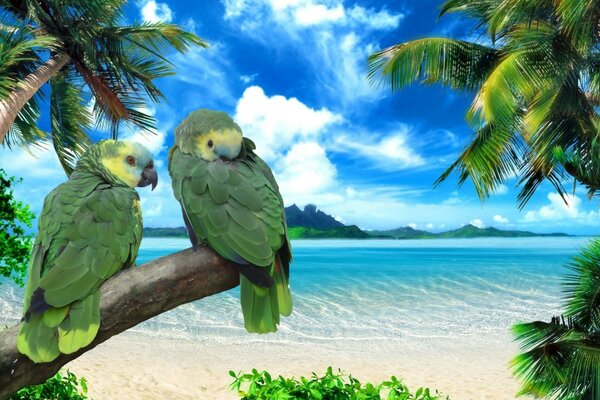 A pair of green parrots on the seashore