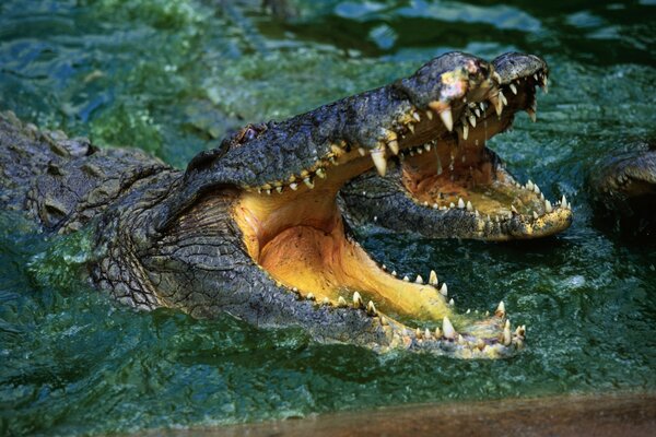Die Zähne eines Krokodils auf der Festung sind wie ein Stein