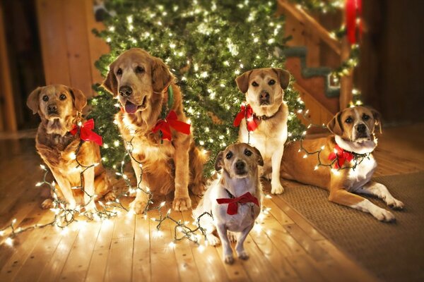 Cani eleganti sul pavimento vacanza albero di Natale