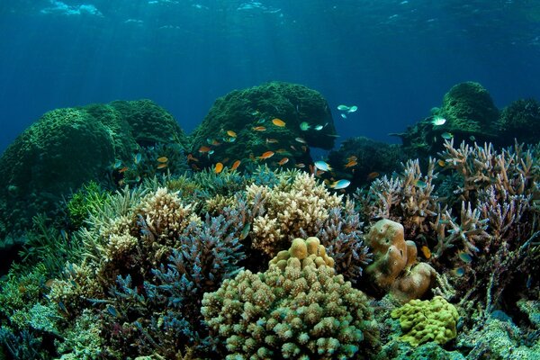 Fish in the sea from below among the corals