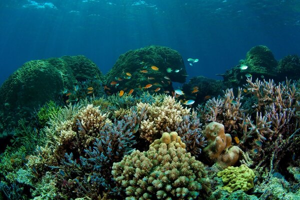 Рыбы в море снизу среди кораллов