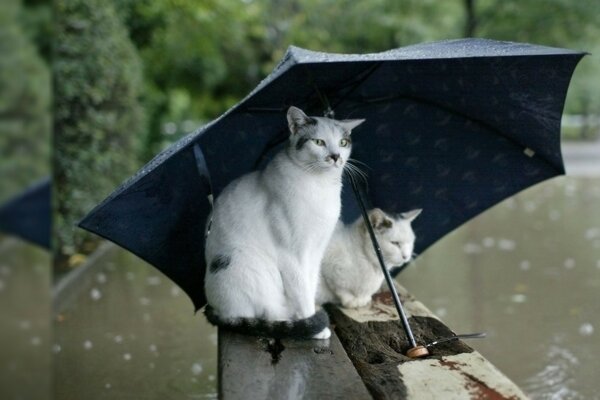 Katzen unter einem Regenschirm bei regnerischem Wetter