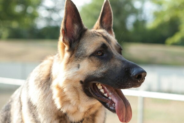 Ma race de chien préférée et la plus belle