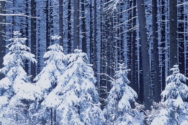 Weihnachtsbäume unter dem Schnee im Wald