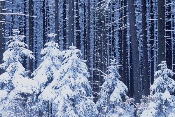 Alberi di Natale sotto la neve nella foresta