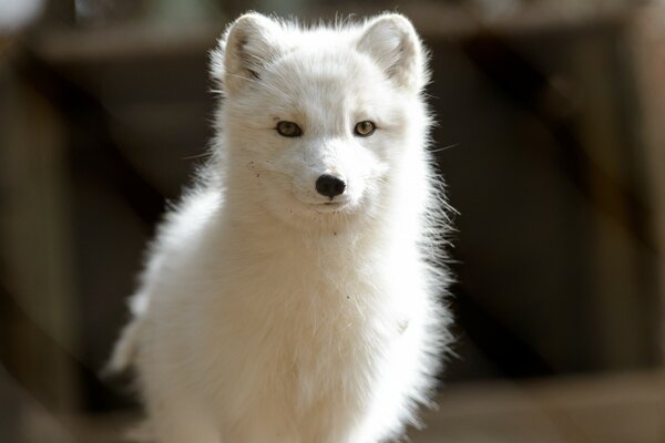 Prédateur renard polaire blanc