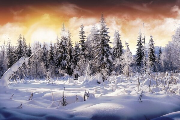 Wald mit Weihnachtsbäumen im Wald. Die Farbe des Winterhimmels