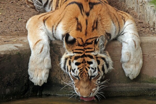 Der Tiger auf dem Wasserloch sieht wehrlos aus