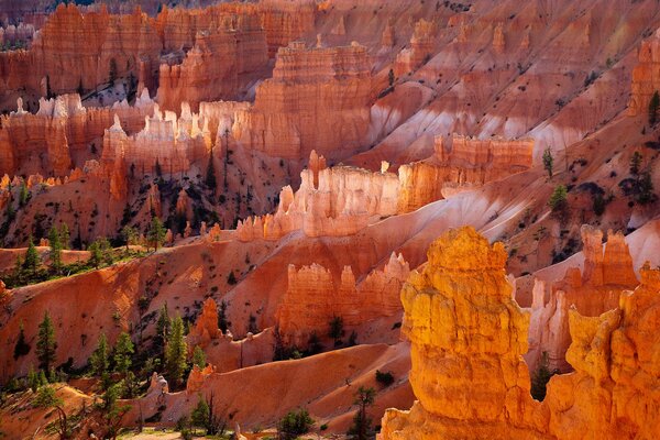 Canyon de roches multicouches orange avec des sapins verts