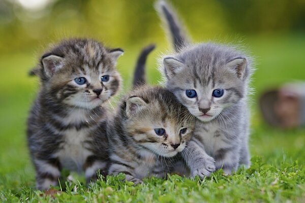 Tre diversi gattini carini