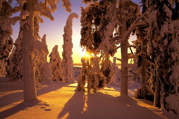 Winterwald bei Sonnenuntergang