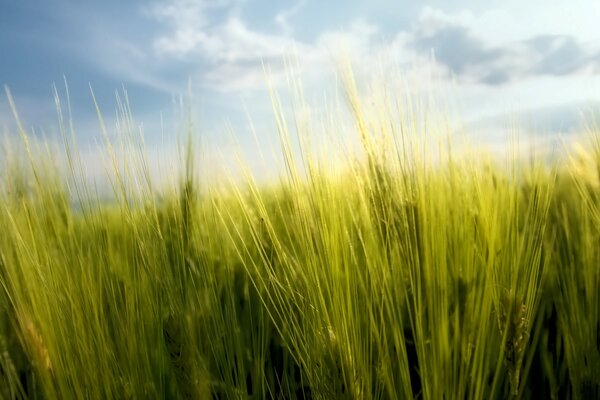 Langes dichtes grünes Gras auf einem bewölkten Himmelshintergrund