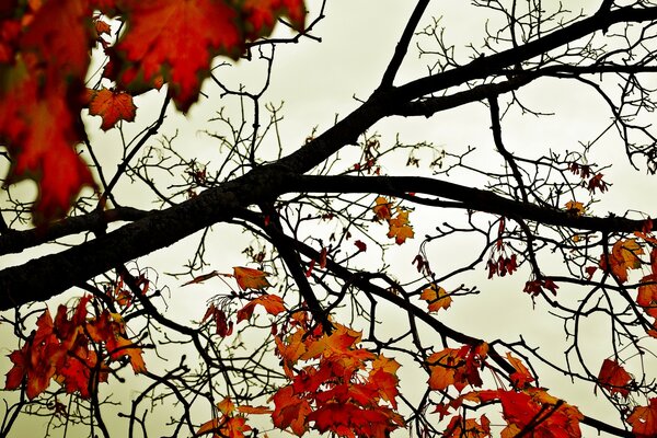 Herbst. Rote Blätter am Baum