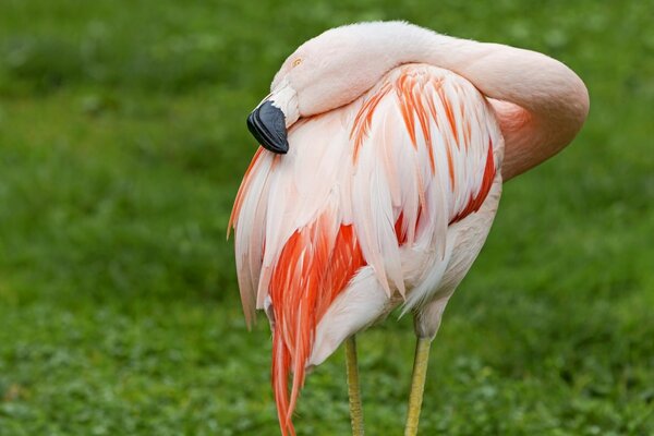 Oiseau flamant dormant