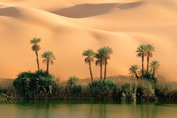 Un oasis en el desierto con palmeras y agua