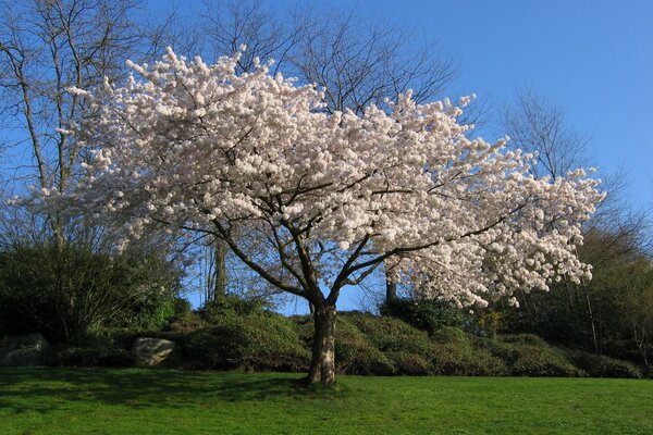 Blooming lush cherry in spring