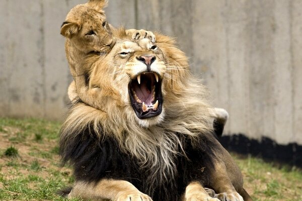 A yawning Lion in the arms of a lion cub