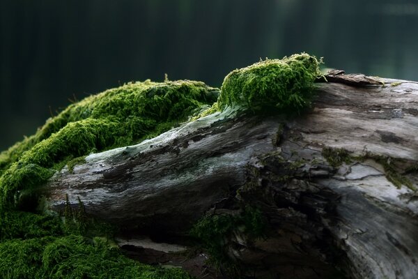 Mousse verte sur un arbre tombé dans la forêt