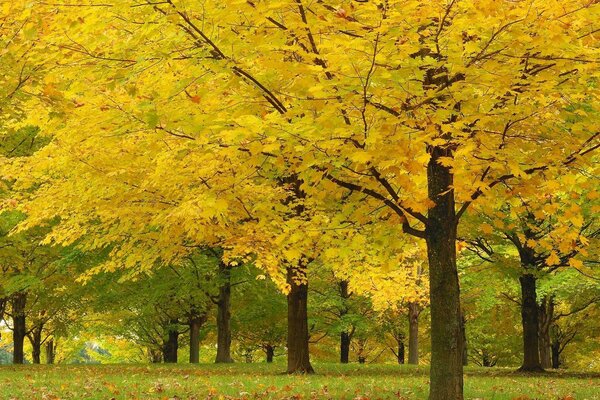 Pożółkłe liście na drzewach jesienią