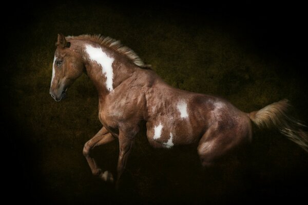 A horse on a dark background is a win-win photo