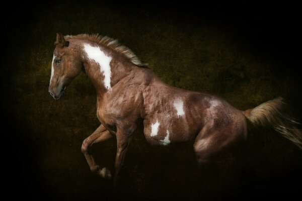 Cavallo su sfondo scuro-fotografia vincente