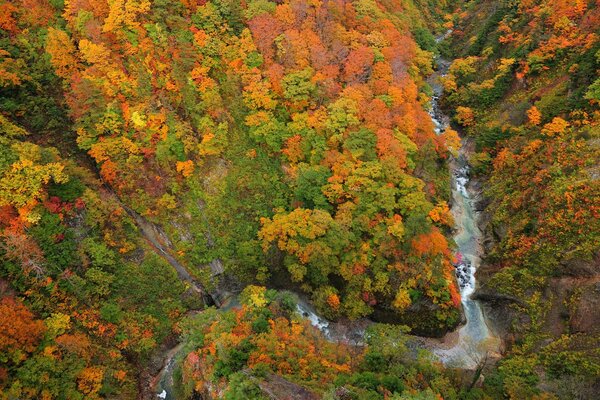 View of the winter forest and river from above