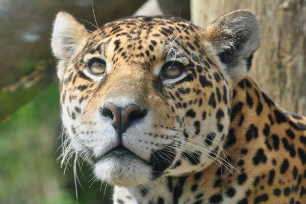 Spotted predator. Jaguar Nose